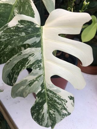 Extremely Rare Monstera Albo Variegata Fully Rooted Variegated Aroid Wow