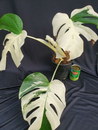 Extrm White Mature Variegated Monstera Borsigiana Philodendron Rare Aroid