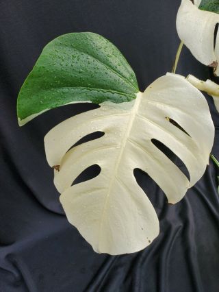 EXTRM White Mature Variegated Monstera Borsigiana Philodendron Rare Aroid 2