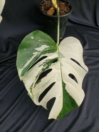 EXTRM White Mature Variegated Monstera Borsigiana Philodendron Rare Aroid 3