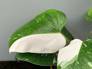 Philodendron White Princess `halfmoon´ - Rare / Single Plants - Aroid