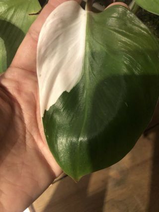 Philodendron White Knight - Single Plant - Rare