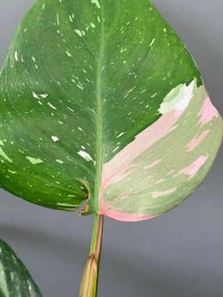 Philodendron White Princess `tricolor´ - Rare / Single Plants - Aroid