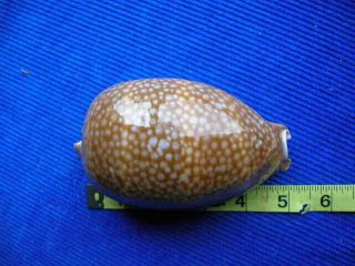 130 Mm Cypraea Cervus/deer Cowry/sea Shell/seashells Rare Giant Size Shells
