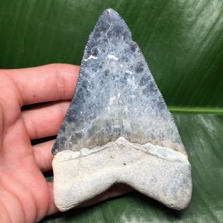 4” Massive Rare Bone Valley Megalodon Shark Tooth Fossil Great White Era Gem