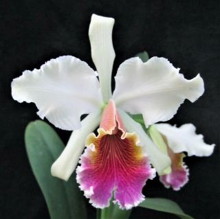 Rare Cattleya Orchids - C Triumphans 