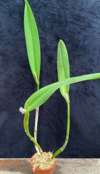Rare Cattleya Orchids - C Triumphans ' Select ' (dowiana x rex) 2