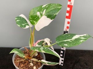 Philodendron WHITE PRINCESS `Tricolor ´ - RARE / SINGLE PLANTS 3