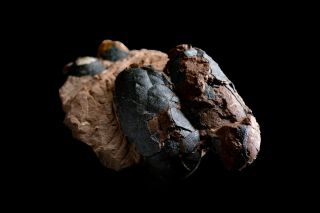 [gel04002] Rare Museum Grade Small Theropod Dinosaur Egg Nest Fossil