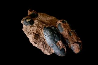 [GEL04002] Rare Museum Grade Small Theropod Dinosaur Egg Nest Fossil 2