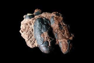[GEL04002] Rare Museum Grade Small Theropod Dinosaur Egg Nest Fossil 3