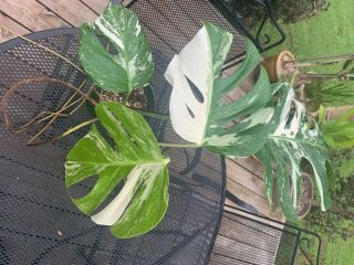 Very Rare Variegated Monstara Albo Variegata White Rooted Plant