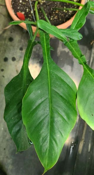 Philodendron Joepii Rare Aroid Tropical Plant Fast Usa Grown
