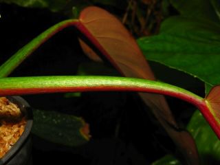 PHILODENDRON BICOLOR,  RARE Aroid Species,  The Real Deal,  Plant 3