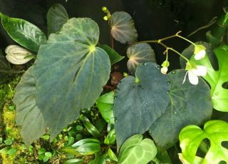 Begonia Pavonina Dark Form.  Rare Live Terrarium Plant (also Known As Purple Form)