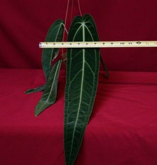 Anthurium Warocqueanum Rare Velvet Aroid Plant Queen Anthurium 3