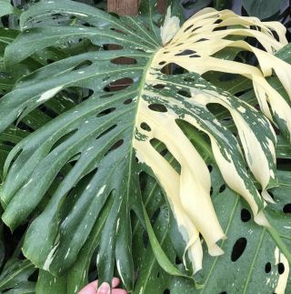 Large Monstera Thai Constellation Extremely Variegated Plant Rare Aroid Wow