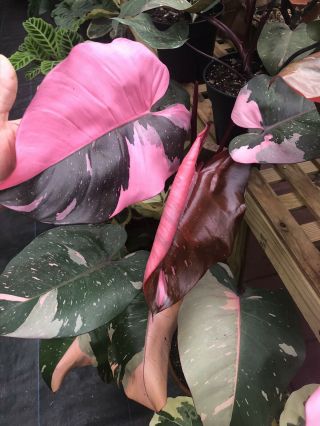 Extremely Rare Philodendron Pink Princess Variegated Aroid Erubescens Plant
