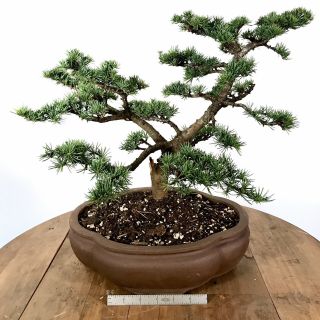 Cedar Of Lebanon Bonsai Tree - Mature Specimen Very Rare Dwarf Variety