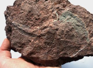 Devonian Jawless Rare Zychaspis Natural Trunk Remains (tag) Agnatha Osteostraci