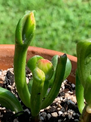 Crassula Gollum Jade Variegated,  Very Rare ‘oger Ears’ Succulent