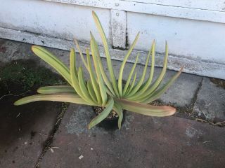 Extremely Rare Large Variegated Aloe Plicatilis - Two - Headed Plant One Gallon Pot