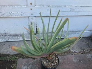 Extremely Rare Large Variegated Aloe Plicatilis - Two - Headed Plant One Gallon Pot 2