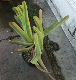 Extremely Rare Large Variegated Aloe Plicatilis - Two - Headed Plant One Gallon Pot 3