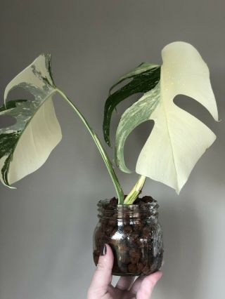 Rare White Albo Variegated Monstera Deliciosa Borsigiana Rooted Plant 3
