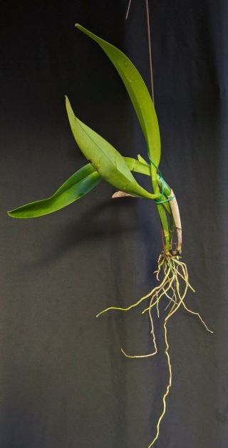 Fantastic and ultra - rare Cattleya trianae v.  coerulea ‘Sebastian’ AM/AOS 3