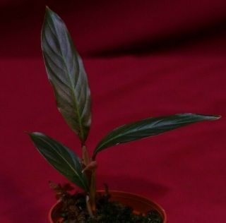 Rhodospatha Species Rare Aroid Monstera Philodendron Anthurium