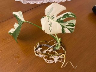 Rare Highly Variegated Monstera Deliciosa Borsigiana Albo Rooted Plant