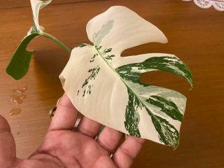 RARE Highly Variegated Monstera Deliciosa Borsigiana Albo Rooted Plant 2