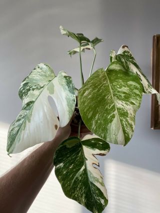 Rare Highly Variegated Monstera Deliciosa Borsigiana Albo Rooted Plant 6 Leaves