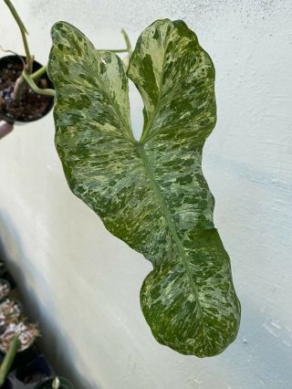 Rare Variegated Philodendron " Paraiso Verde " Mottled