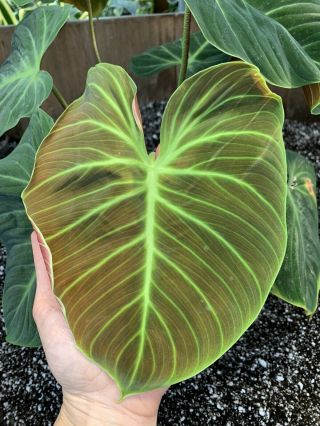 Philodendron Verrucosum " El Choco " Red Extremely Rare Xl Collectors Plant