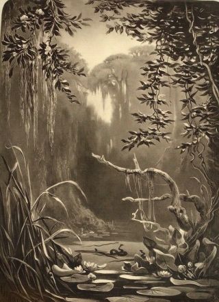 1886 Rare Rudolf Cronau Collotype - Louisiana Marshes - The American West