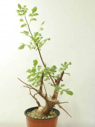 Commiphora Wildii - Namibia - Import - Caudex - Rare - Succulent