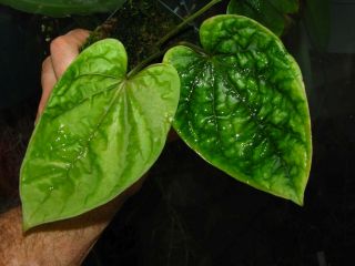 ANTHURIUM DEBILIS,  Rare Species,  UNDULATED Leaf,  Aroid Plant 2