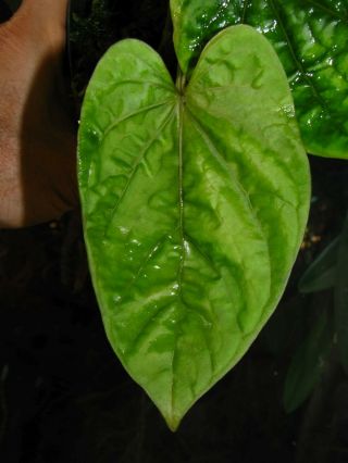 ANTHURIUM DEBILIS,  Rare Species,  UNDULATED Leaf,  Aroid Plant 3