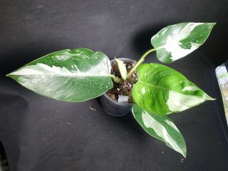 Big Philodendron White Princess - Very Rare Variegated Aroid,  Ornamental Leaves