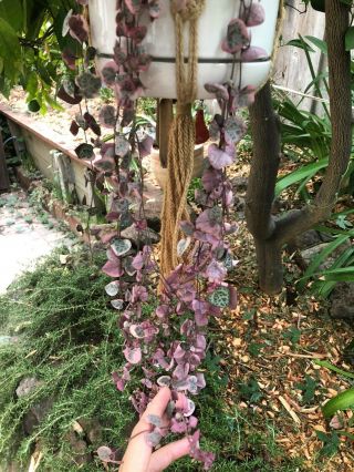 Rare Variegated String Of Hearts/ceropegia Woodii Variegata Long Rooted Plant