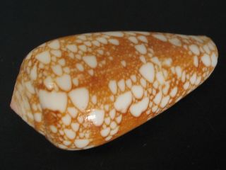 Rarely Seen Today.  Conus Viperinus 35mm Philippines Seashell