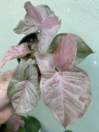 Intro.  Broad Leaf Rare And Unique Thai Pink Spot Variegated Syngonium