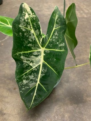 Alocasia Frydek Variegated Aroid Rare 6”.  Highly Sought After Rare Aroid