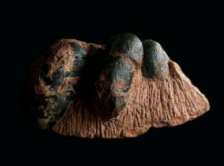 [gel03001] Rare Museum Grade Small Theropod Dinosaur 3 Egg Nest Fossil