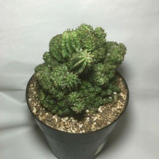 Euphorbia Horrida Mostruosa Cristata,  Large Rare