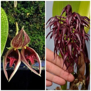 Bulbophyllum Reticulatum X Lasianthum Orchid Seedling Hybrid Rare Primary