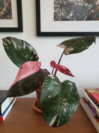 Rare Variegated Philodendron Pink Princess Sport Plant Aroid Not Monstera