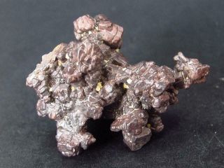 Very Rare 1.  5 " Z Stone Limonite After Marcasite From Sahara - 19 Grams
